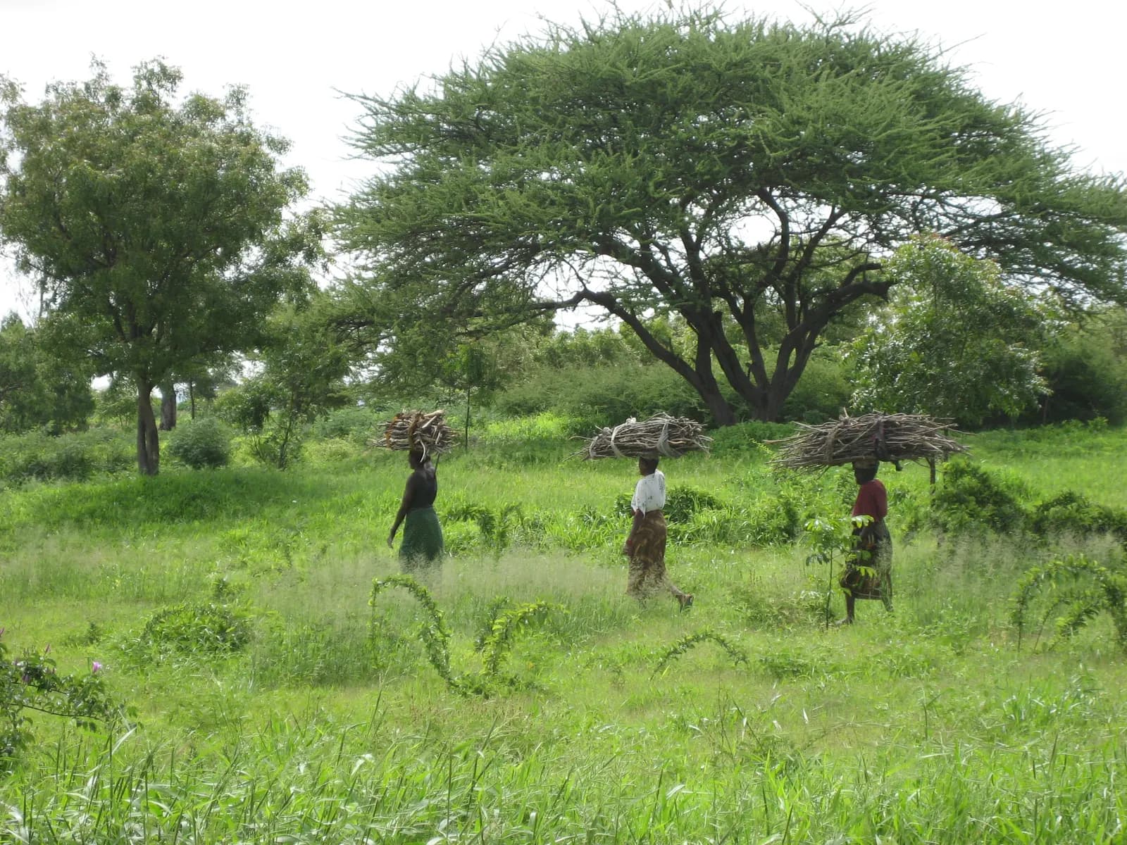 Tanzania 2007 — foto 7